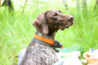 Slopehill Dog Training Collar for Maximum Versatility | TheNoseyDog